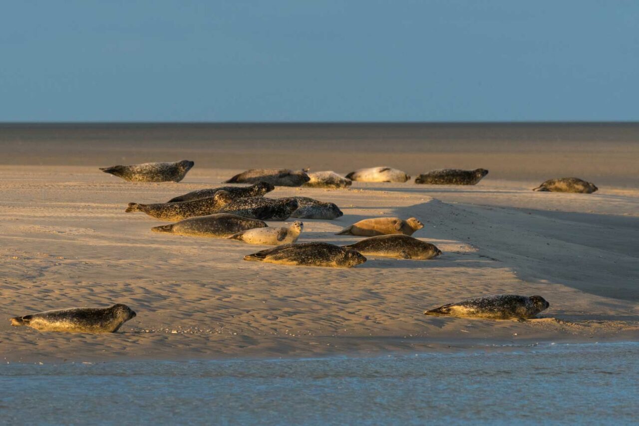 Galerie La Pointe du Hourdel Restaurant
